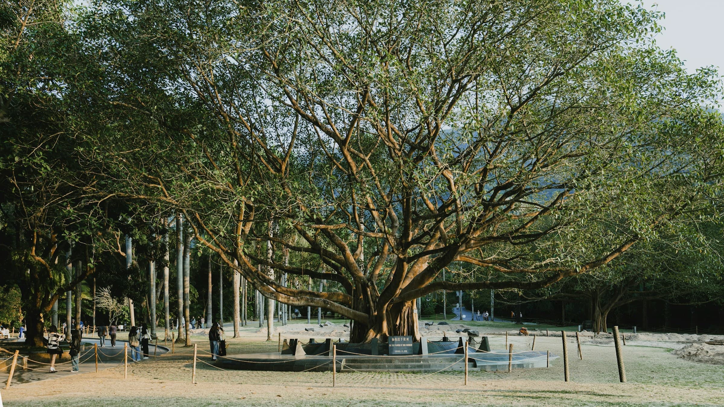 Ancient banyan tree with sprawling branches and deep roots — a single ecosystem of growth